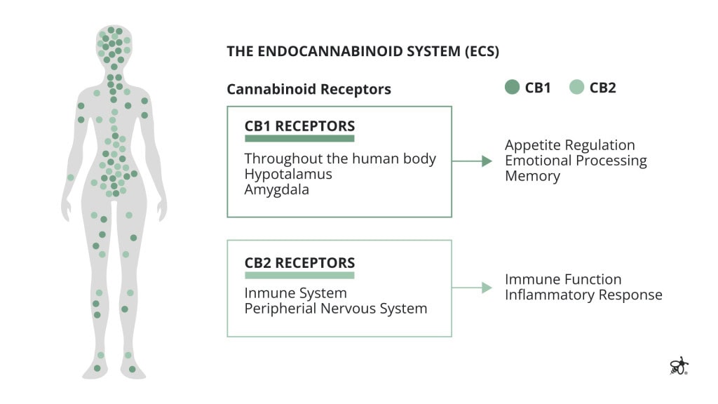 Diagram showing CB1 and CB2 receptors within the body’s endocannabinoid system