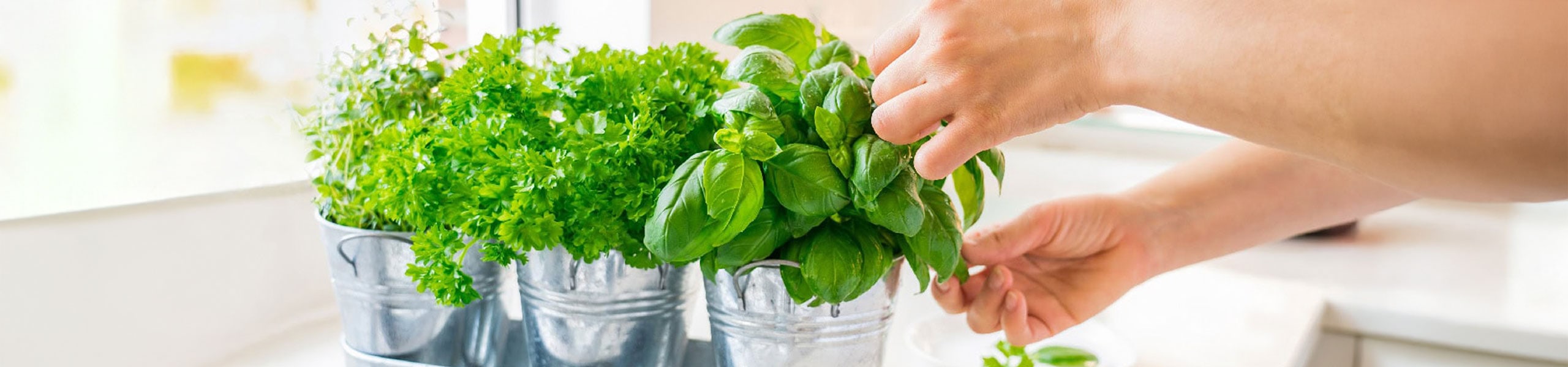 What Is Plant-Based Medicine? Cannabis, Psychedelics & Natural Therapies Explained