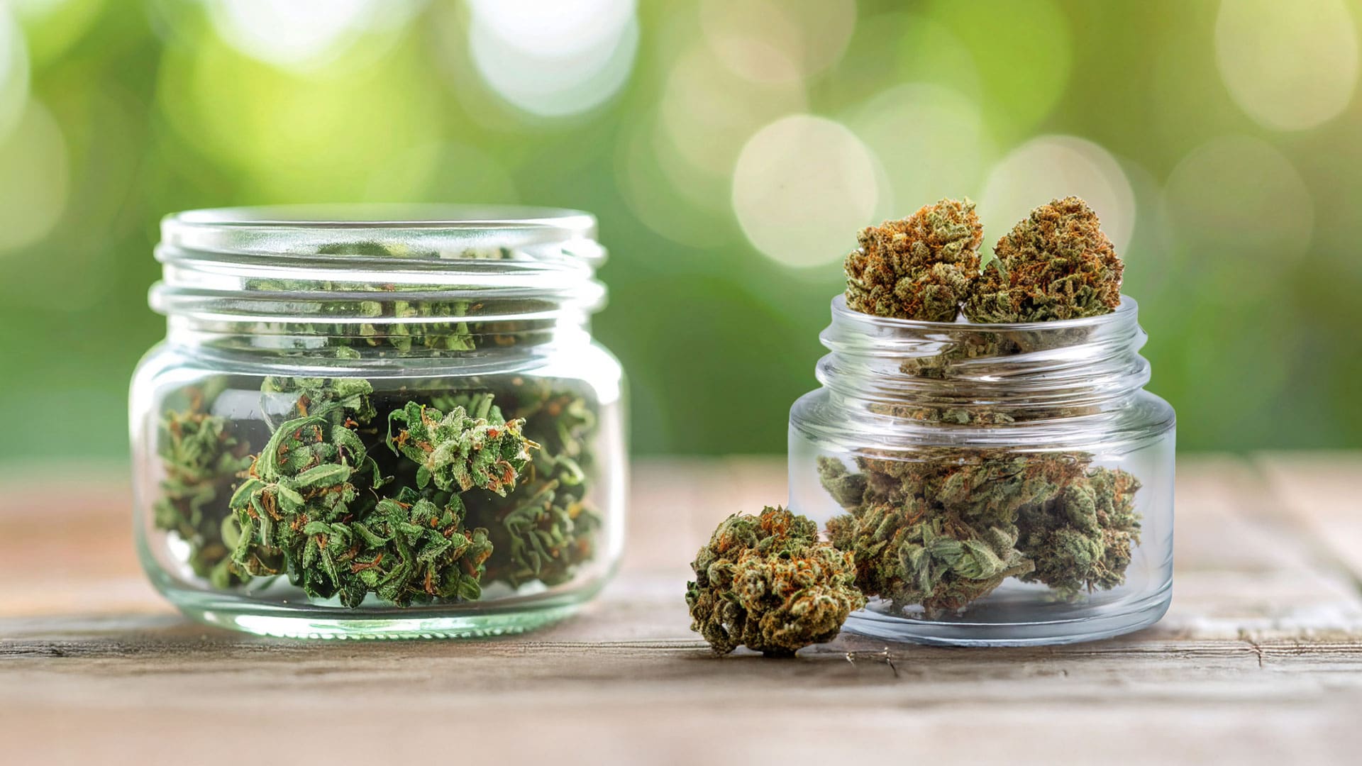 CBD and THC cannabis flower displayed in glass jars for cannabinoid product comparison
