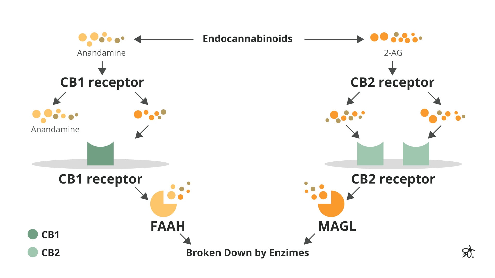Diagram showing how THCA converts into THC during decarboxylation through heat activation