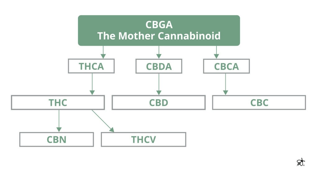 CBGA acts as a precursor to many major cannabinoids during plant development.