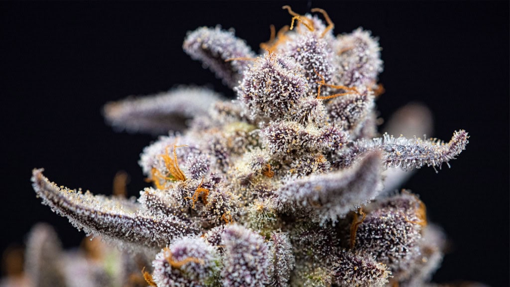 THC triconomes close up
