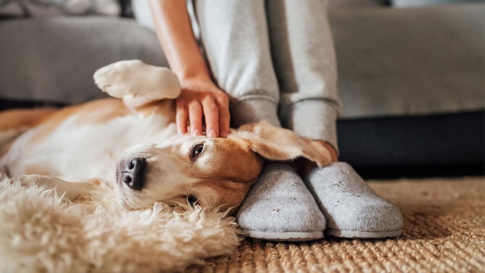 Dog sitting comfortably beside owner during fireworks season.