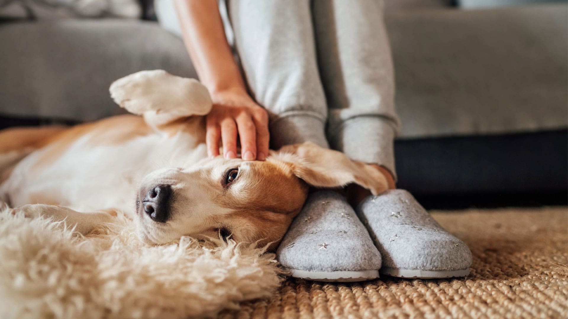 Dog sitting comfortably beside owner during fireworks season.