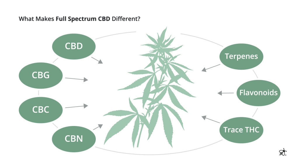 Diagram illustrating CBD, minor cannabinoids, terpenes, flavonoids, and trace THC present in full spectrum hemp extract.