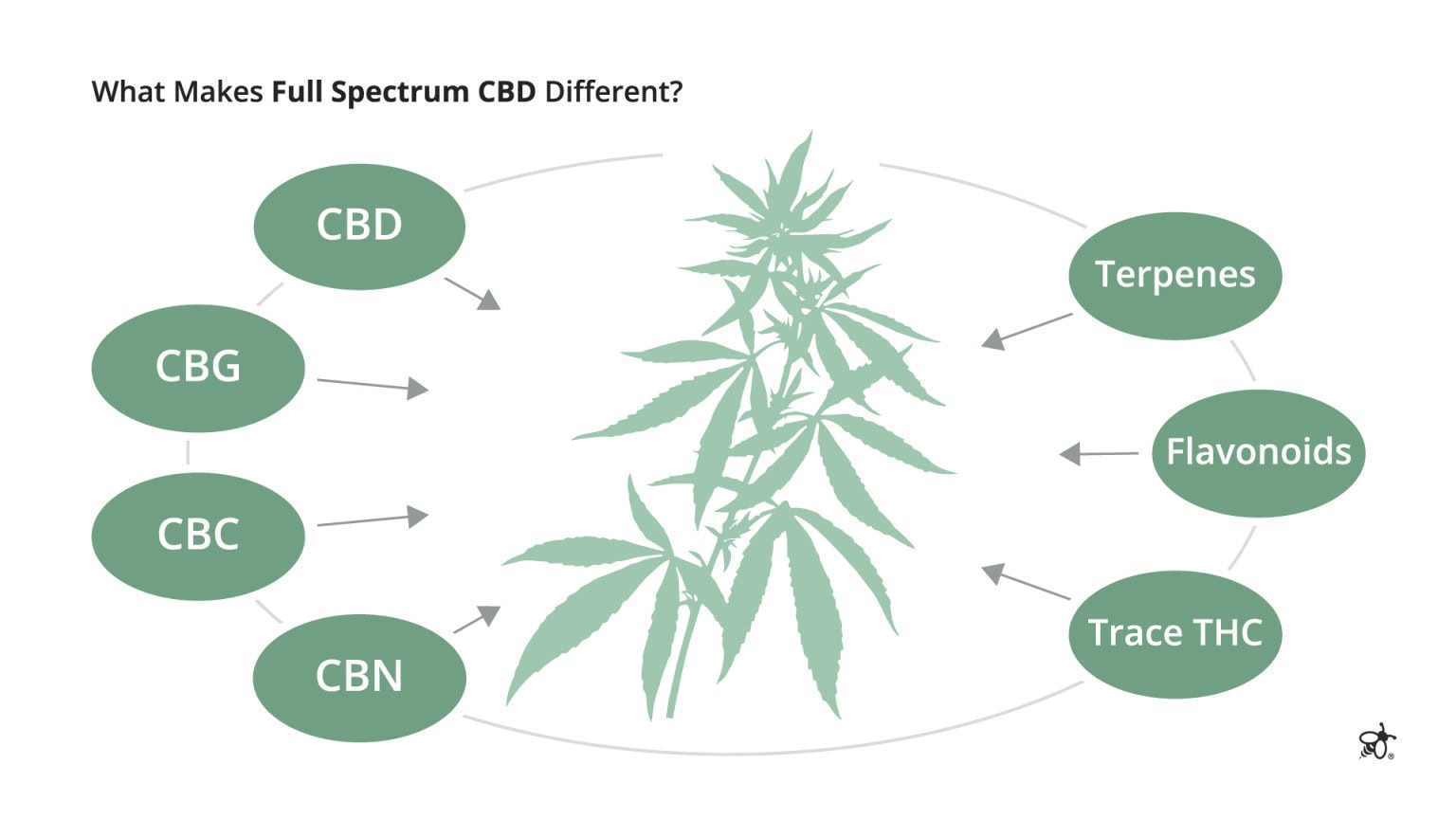 Full Spectrum vs Broad Spectrum vs CBD Isolate Explained – Green Bee Life