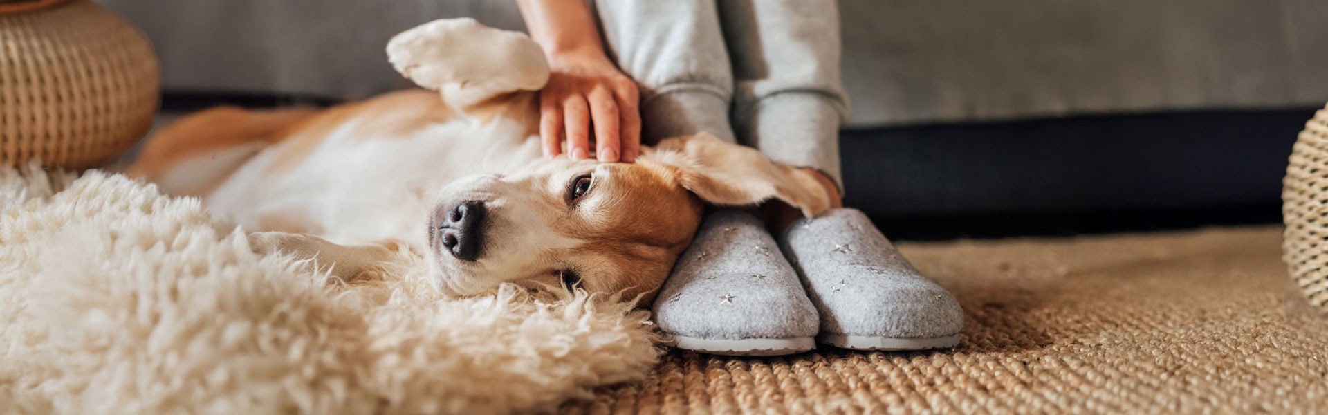CBD for Dogs and Fireworks Anxiety