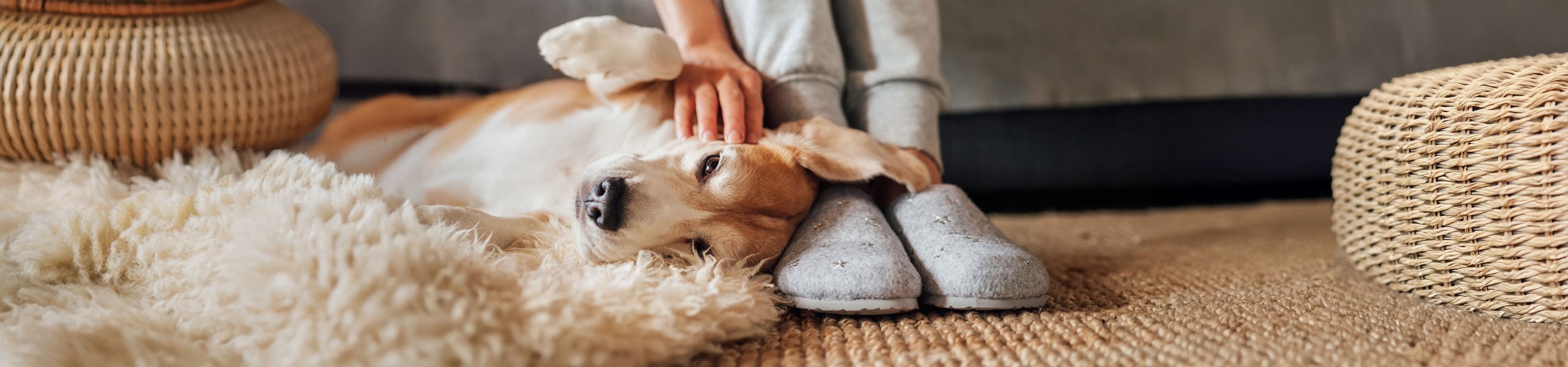CBD for Dogs and Fireworks Anxiety